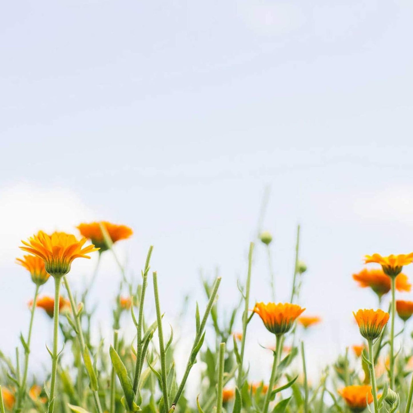 Tata Harper Purifying Mask, Clay Face Mask, Face Mask for Blackheads, Mask for Oily Skin, Natural Skincare 30ml