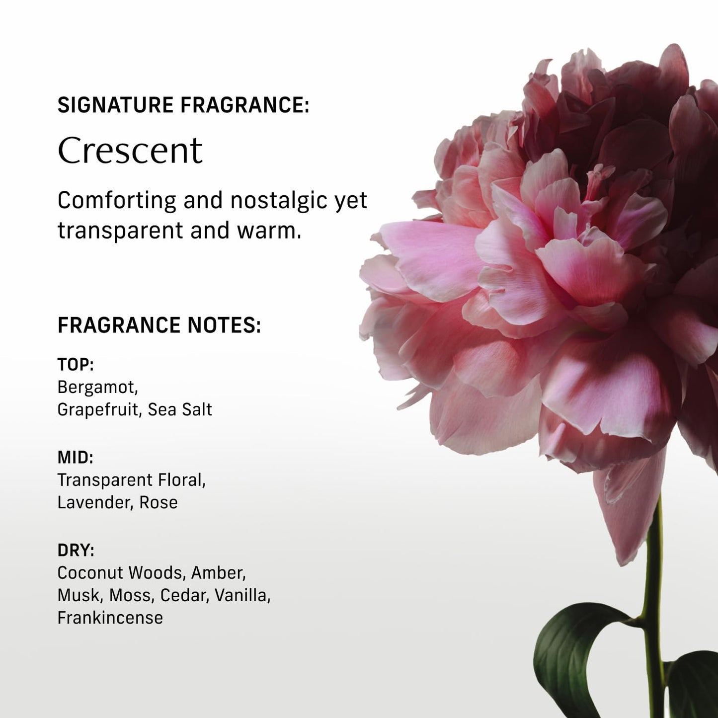 Nutrient Rich Body Cream. Crescent Fragrance Nourishing Moisturizer with Niacinamide and Banana Flower Extract. Deep Hydration, Thick Body Lotion, Dry Skin Cream for Women and Men, 8 Fl Oz