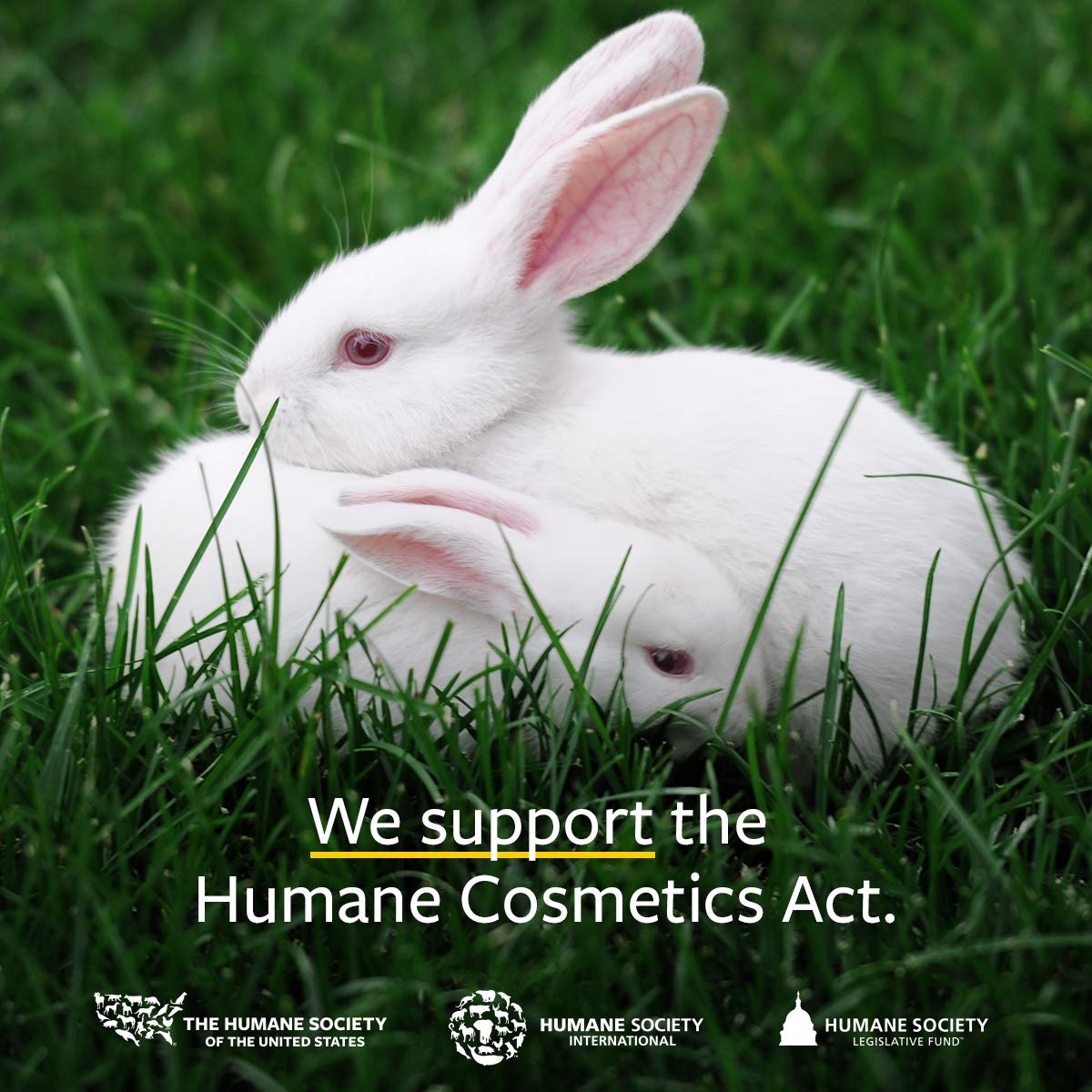 US Organic 100% Pure Blue Chamomile (German) Essential Oil - USDA Certified Organic, Steam Distilled - W/Euro Dropper (More Size Variations Available) (5 ml / 1/6 fl oz)