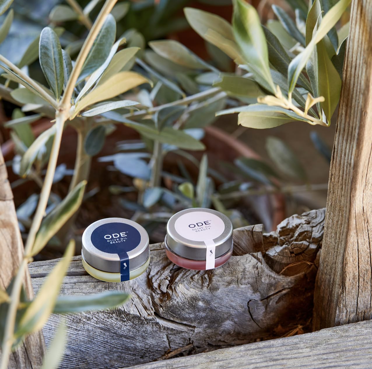 Olive Oil Lip Balm (3-pack) by ODE Olive Oil Beauty, Organic EVOO, California Made