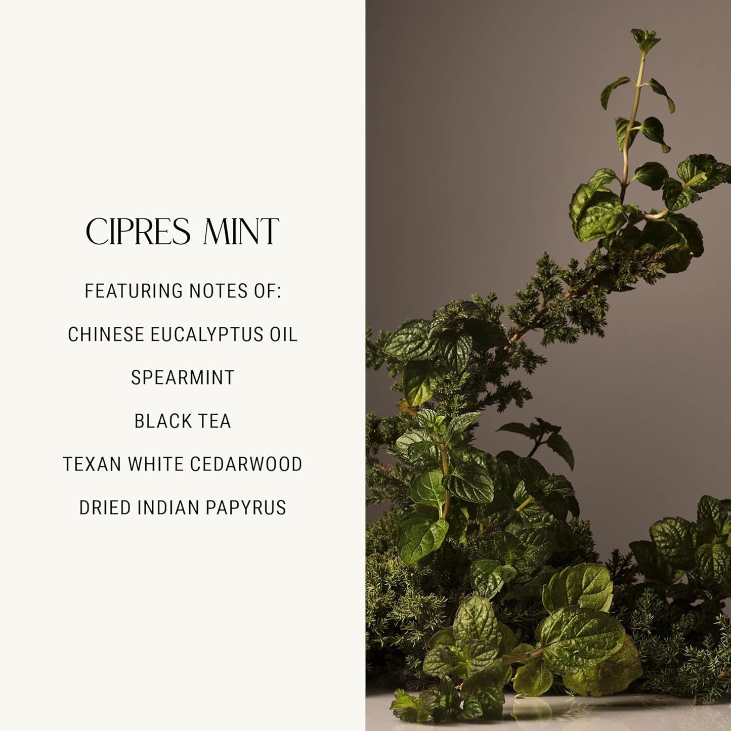 Homecourt Hand Cream, Non-Greasy Moisturizer for Hydrated, Nourished & Soft Hands, Dermatologist Tested, Clean Formula, Cipres Mint, 12 fl oz