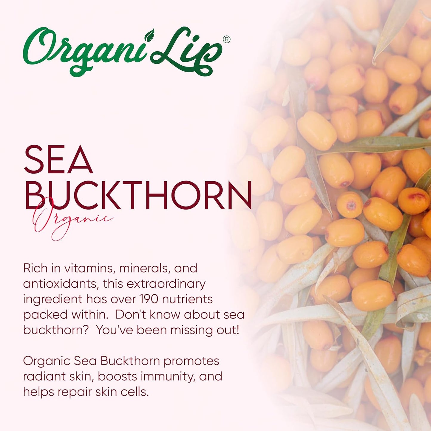 OrganiLip USDA Certified Organic Lip Balm for Nourishing Cracked or Dry Lips - All-Day Ultra Moisturizing Lip Care in Oval Shaped Tubes - 3-Pack (Cherry)