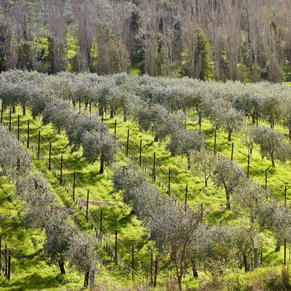 McEvoy Ranch Whipped Body Butter | ODE Olive Oil Beauty | 5.8 FL OZ | Crafted with Organic EVOO, Hyaluronic Acid, Organic Shea & Cocoa Butters | Nourishing, Brightening, Firming (Citrus)